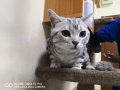 -康乐宝动物医院