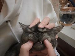 -宠爱国际动物医院· 猫科· 外科·中兽医(长白店)
