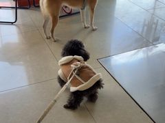 -瑞派福兴宠物医院犬猫全科·骨科·中西医结合(河东店)