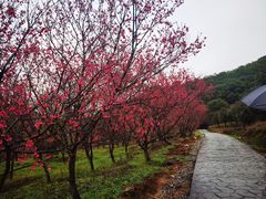 -福清灵石山国家森林公园