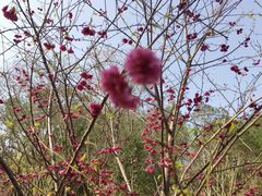 -神光山国家森林公园