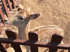 鹿-西安秦岭野生动物园