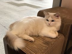 -瞄一喵猫咖(格力海岸店)