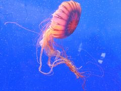 -上海海洋水族馆