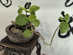 -光裕书厅·评弹茶馆·剧场(观前街店)