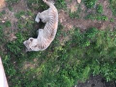 -青岛森林野生动物世界