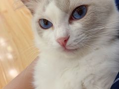 -momokira米努特·德文卷毛猫·棉花面纱犬