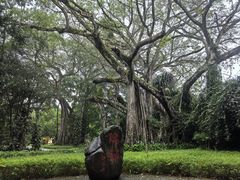-独树成林