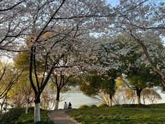 -羊山湖公园