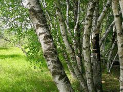 -塞罕坝国家级自然保护区