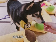 -逗柴咖啡屋·狗咖猫咖宠物桌游