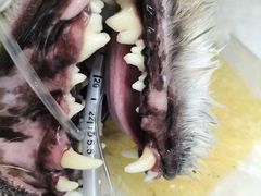 -瑞派康怡24h宠物医院·犬猫医疗中心·微创绝育(瑞景分院)