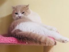 -Meowの猫咖(万家丽店)