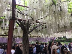 -嘉定紫藤园