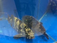 -新海渔港·胶东海鲜家常菜·家宴(奥体中心店)