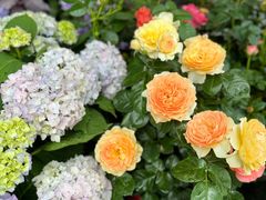 -FEI FEI FLOWER鲜花店·气球派对·宝宝宴布置(虹口德必运动Loft店)