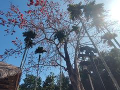 -海南槟榔谷黎苗文化旅游区