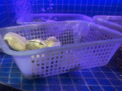 -亿牌牌东北烧烤(博物馆旗舰店)