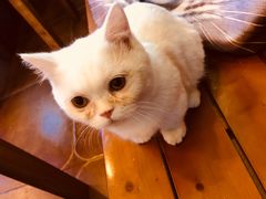 -李小姐の猫咖啡馆(五角场店)