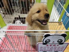 -龟与熊猫宠物公园(南坪店)