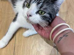 -米乐乖乖猫咪咖啡馆·猫咖(深圳湾后海汇店)