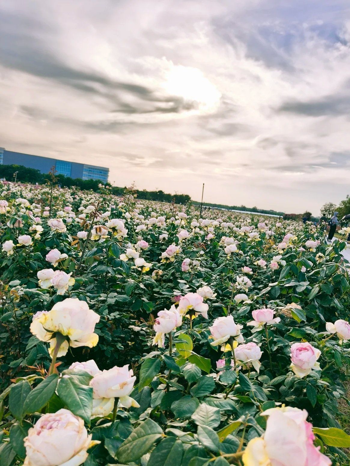 看见西安月季花顶流了!