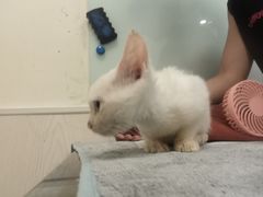 -凯特喵百思猫专科医院