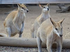 -费瑟代尔野生动物园