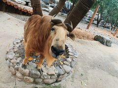 -北京野生动物园