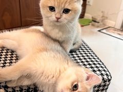 -纳吉亚猫专科动物诊疗中心(蒋宅口分院)