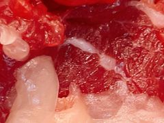 -潮汕大目牛肉火锅(上梅林店)
