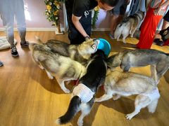-Husky Go! 哈士奇体验馆·宠物咖啡厅狗咖