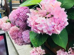 -星巴克臻选(成都宽窄巷子店)