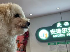 -爱侣·安琦尔宠物医院·中兽医针灸·心内科·狂犬免疫点(宝山区院)
