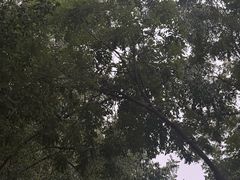 -椿树咖啡