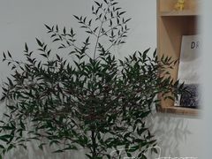 -素咫咖啡CLIFEROSE
