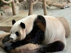 -灵玲国际马戏城
