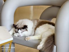 -藏猫猫咖啡主题馆(中央大道店)