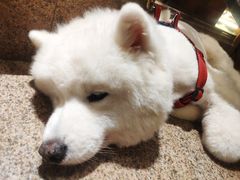 -more than meow吴止猫主题餐厅(承德 中船汇店)