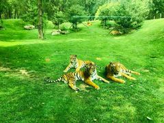 -北京野生动物园