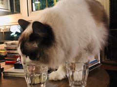 -咖法森林·咖啡  酒吧(天河店)