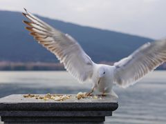 -海埂大坝