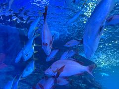 -太平洋海底世界