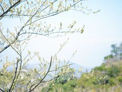 -大罗山风景区