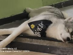 -Husky Go! 哈士奇体验馆·宠物咖啡厅狗咖
