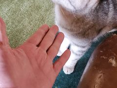 -猫猫幼稚园·撸猫·桌游·电玩