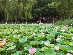 -莲花池公园