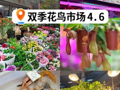 -双季花艺园艺市场(浦东店)
