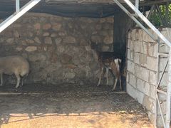 -丽泽山庄·生态怀柔菜·虹鳟鱼(红螺寺店)