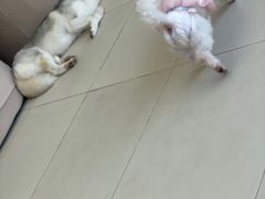 -怪兽屋·羊驼·猫咖·狗咖(俊华广场店)